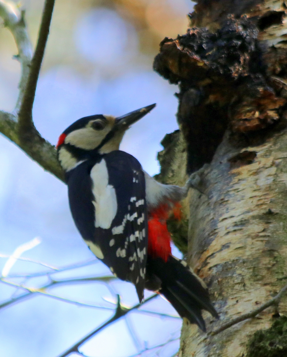 Grote bonte specht - Vogels - 