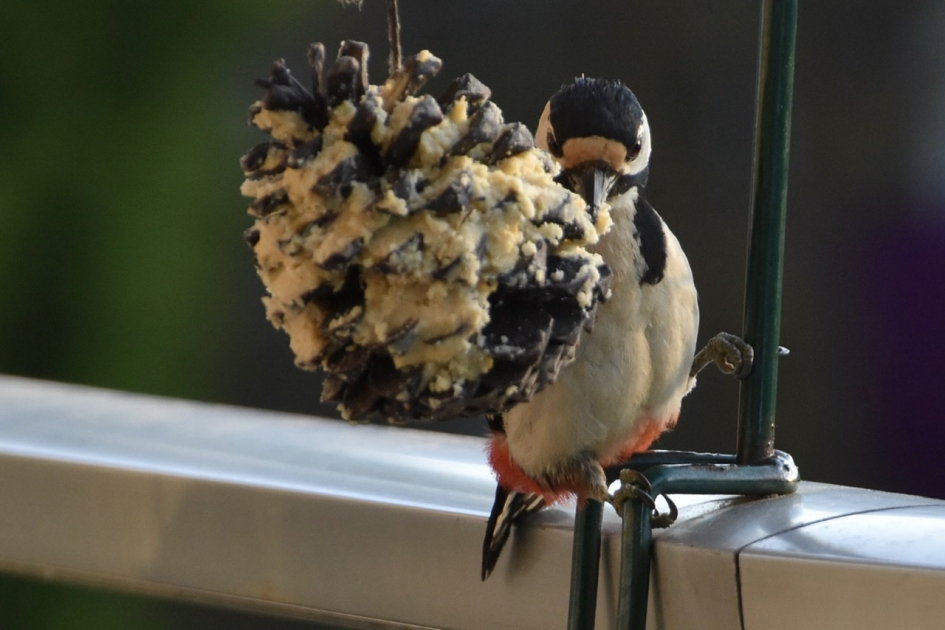 Grote bonte specht - Vogels - 