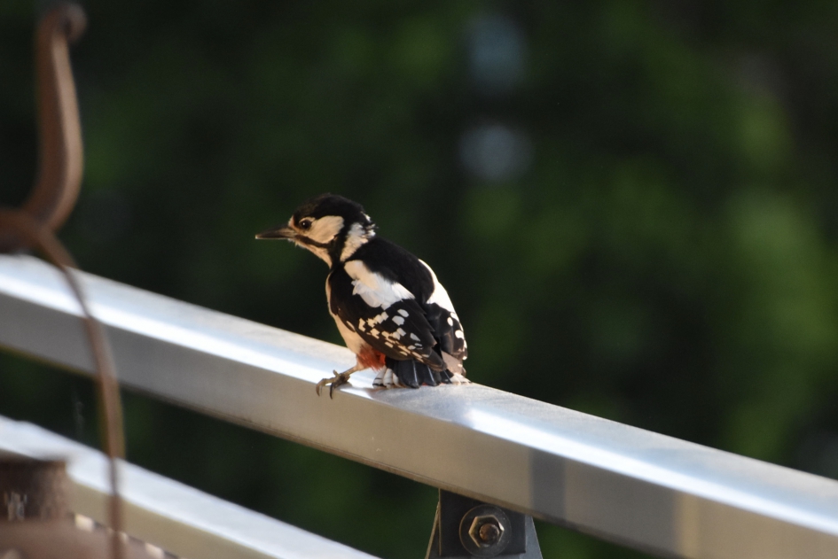 Grote bonte specht (vrouw) - Vogels - 