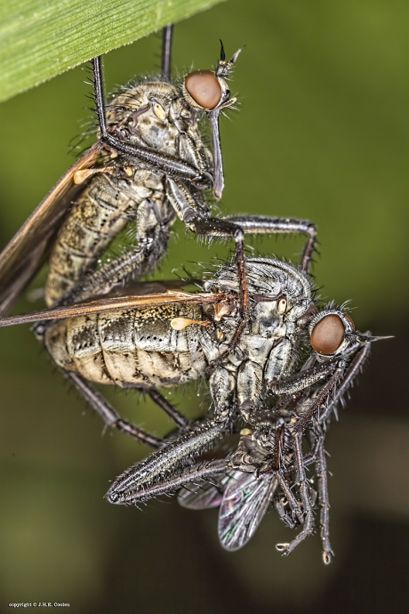 Grote dansvlieg (Empis tessellata )