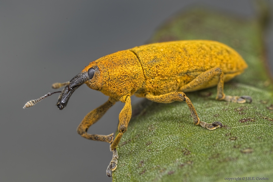 Grote lissnuitkever (Lixus iridis) - Geleedpotigen - Grote lissnuitkever