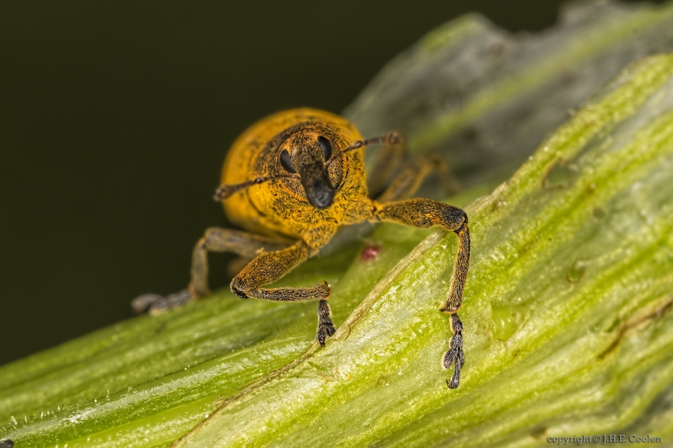 Grote lissnuitkever (Lixus iridis) - Geleedpotigen - Grote lissnuitkever