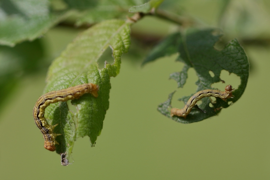 grote wintervlinder - Geleedpotigen - grote wintervlinder