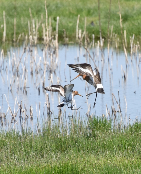 Grutto balts
