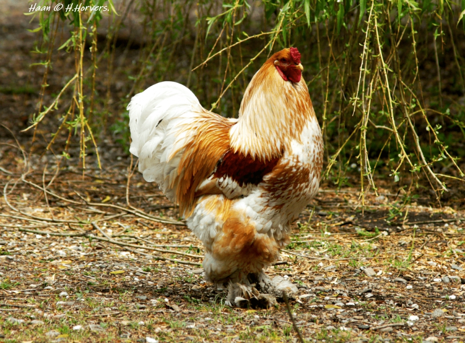 Haan - Vogels - Haan