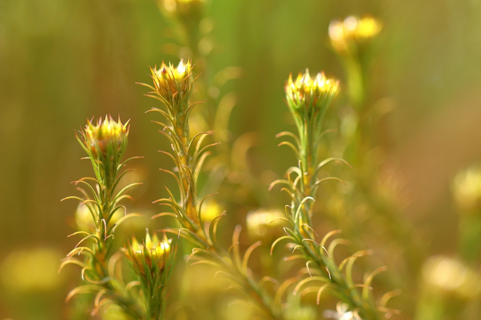haarmos - Planten - haarmos