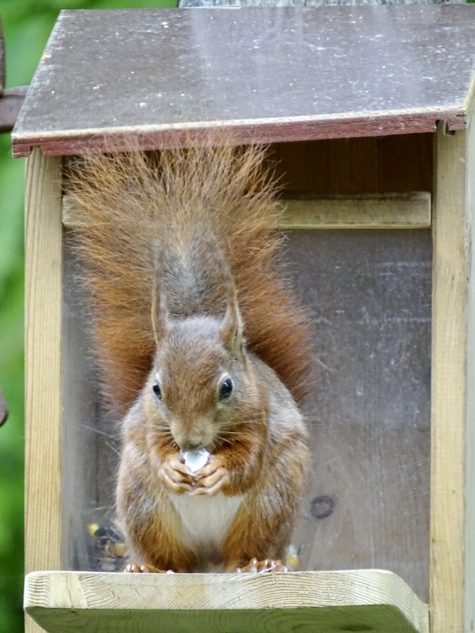 Harrie heeft zijn buikje vol! - Zoogdieren - Rode eekhoorn