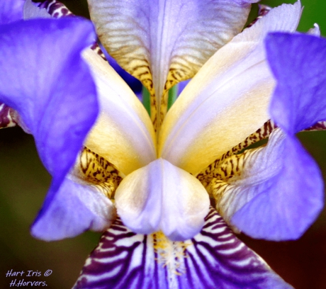 Hart Iris