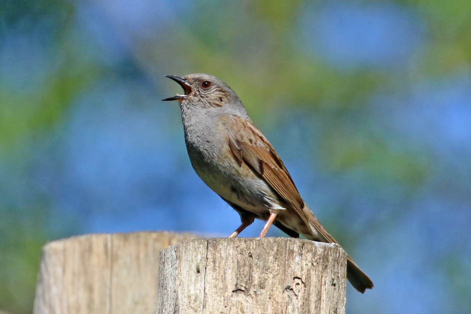 Heggenmus - Vogels - 