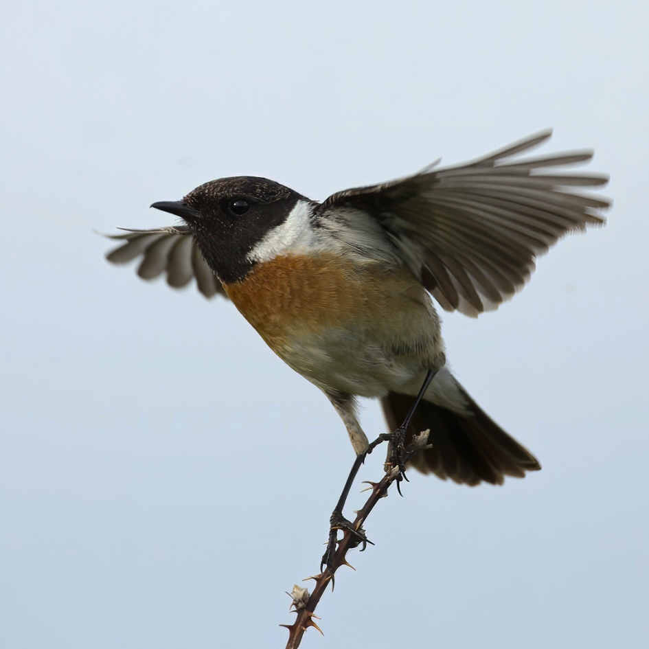 Het Zwartkeeltje - Vogels - Roodborsttapuit