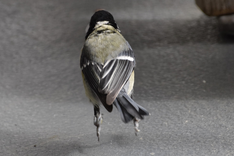 Hippen.... - Vogels - 