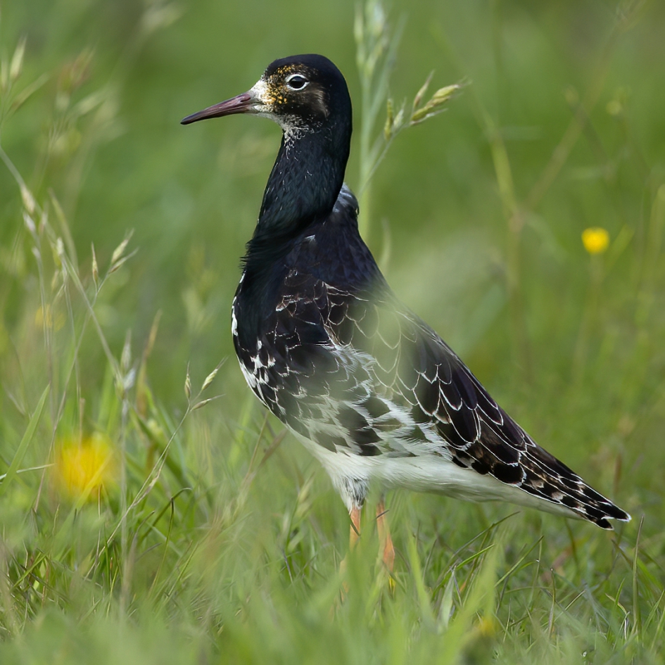 Hoants - Vogels - Kemphaan
