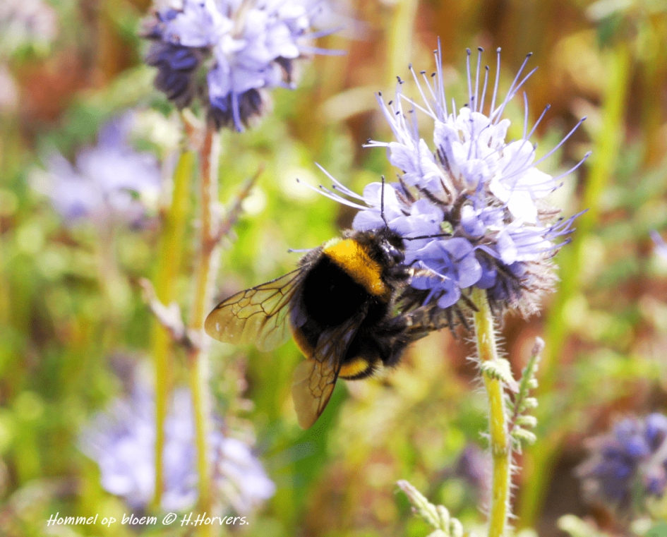 Hommel op bloem (Phacelia) - Geleedpotigen - Hommel op bloem (Phacelia)