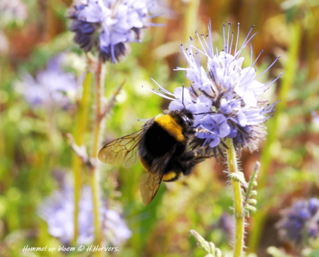 Hommel op bloem (Phacelia)