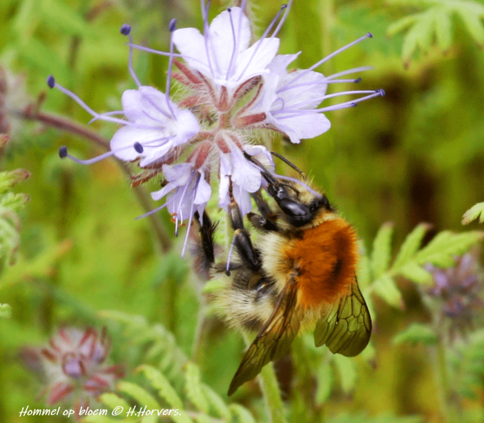 Hommel op bloem (Phacelia) - Geleedpotigen - Hommel op bloem (Phacelia)