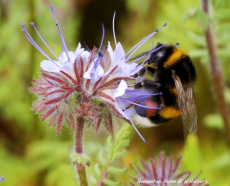 Hommel op bloem (Phacelia)