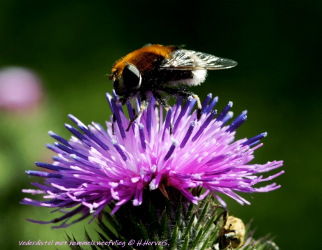Hommelzweefvlieg op Vederdistel