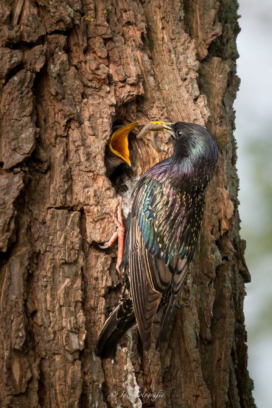 Honger - Vogels - Spreeuw
