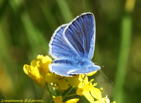 Icarusblauwtje.
