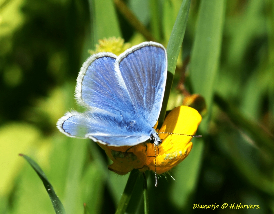 icarusblauwtje  op boterbloem - Geleedpotigen - icarusblauwtje