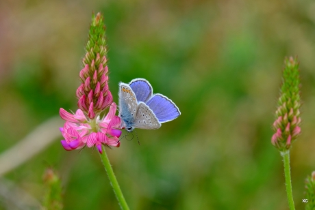 icarusblauwtje met ontrolde 'tong'
