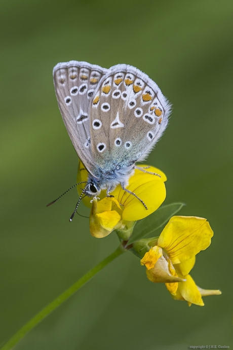 Icarusblauwtje (Polyommatus icarus)