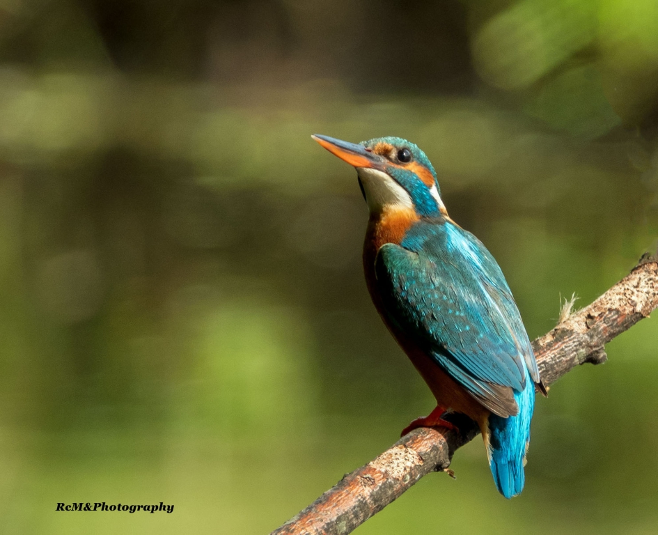IJsvogel. - Vogels - IJsvogel.