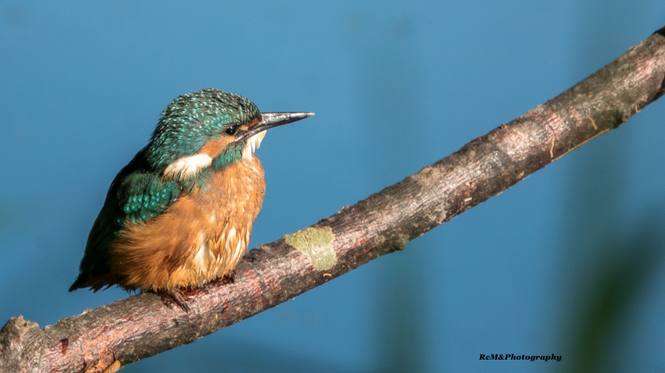IJsvogel. - Vogels - IJsvogel.
