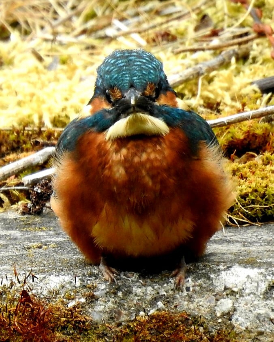 IJsvogel - Vogels - ijsvogel