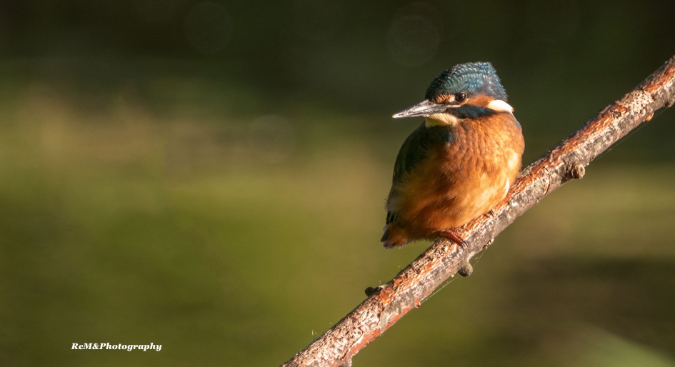 IJsvogel. - Vogels - IJsvogel.