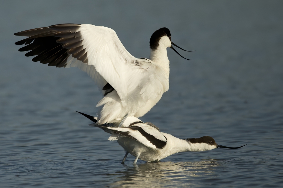 Intimiteiten ... - Vogels - Kluut