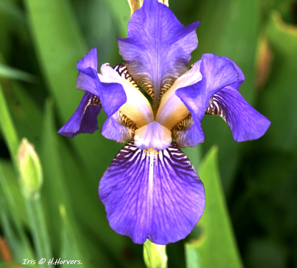 Iris - Planten - Iris