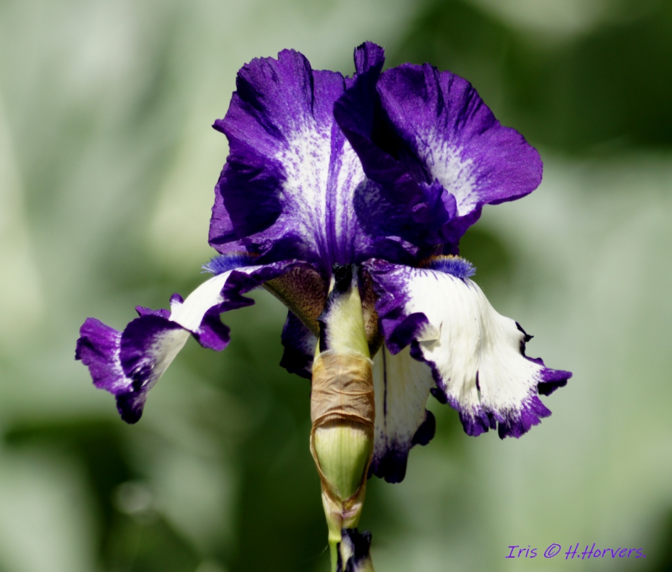 Iris - Planten - Iris