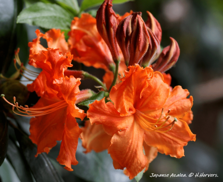Japanse Azalea - Planten - Japanse Azalea