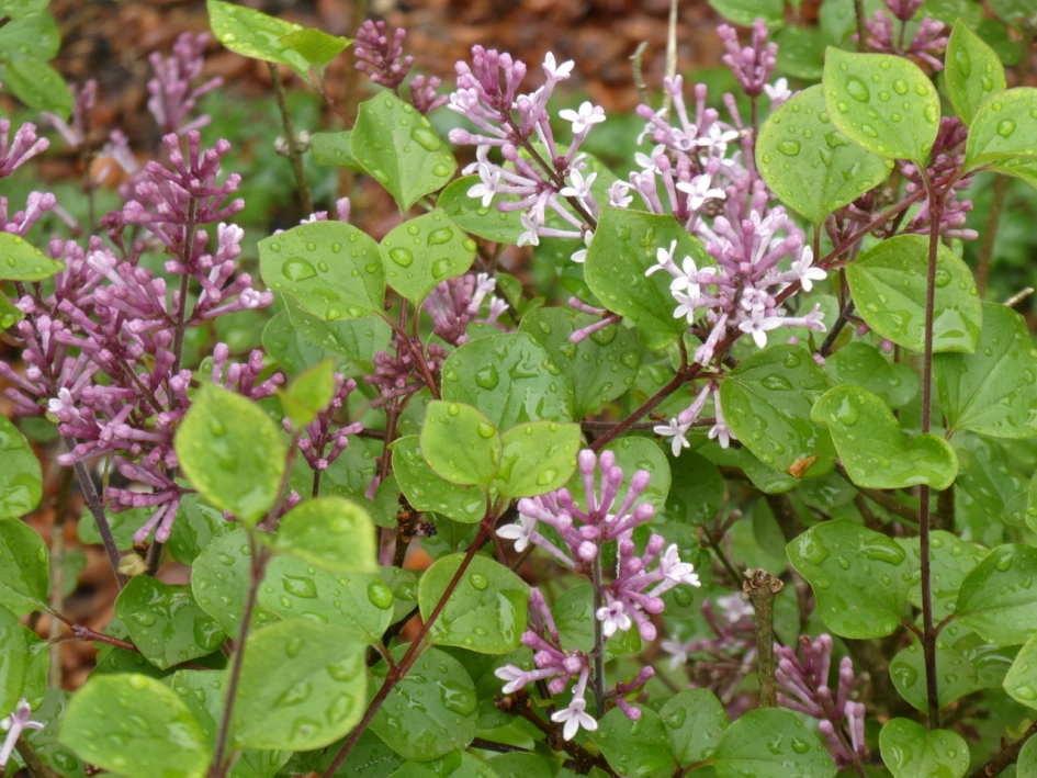 Jong seringen struikje - Planten - 