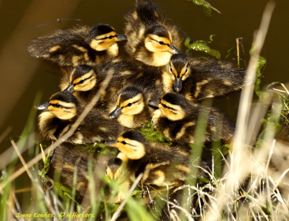 Jonge Eendjes - Vogels - Jonge Eendjes