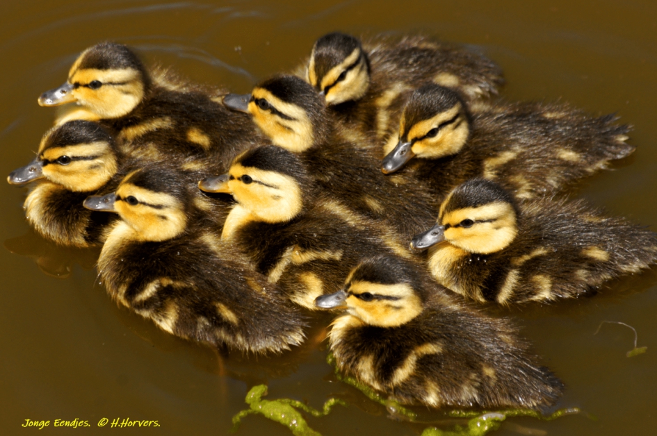 Jonge Eendjes - Vogels - Jonge Eendjes
