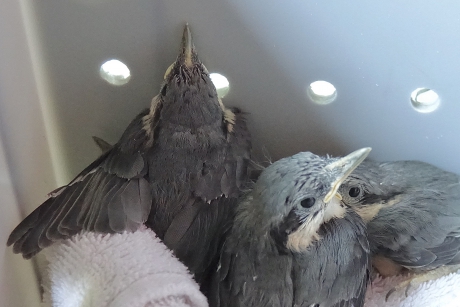 Jonge Klevertjes alsnog gered 2