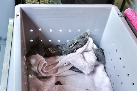 Jonge Klevertjes alsnog gered