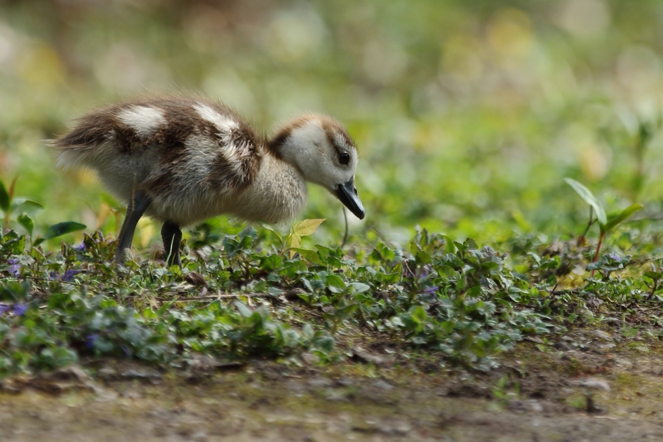 jonge nijlgans - Vogels - nijlgans