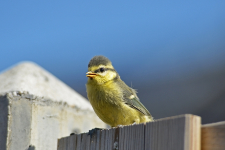 Jonge pimpelmees na net verlaten nest