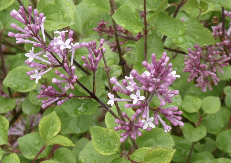 Jonge seringen struik - Planten - 