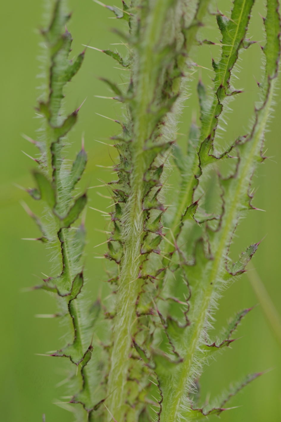 kale jonker - Planten - kale jonker