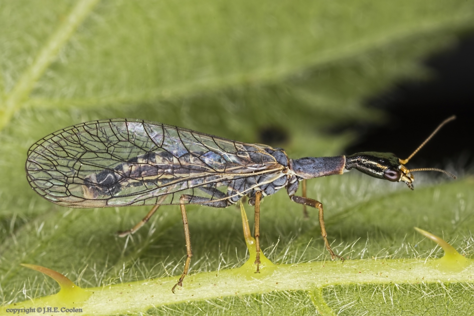 Kameelhalsvlieg (Xanthostigma xanthostigma) - Geleedpotigen - Kameelhalsvlieg
