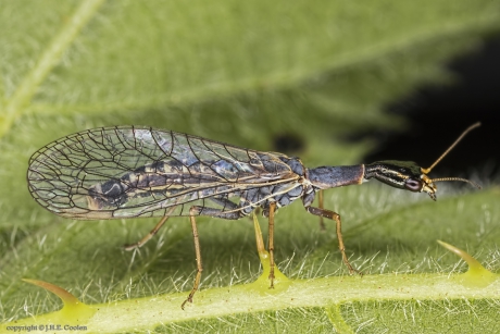 Kameelhalsvlieg (Xanthostigma xanthostigma)