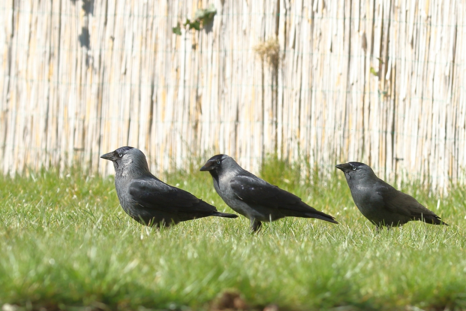 kauw-kauw-kauw - Vogels - kauw