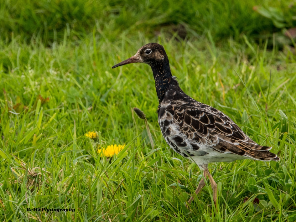 Kemphaan. - Vogels - Kemphaan.