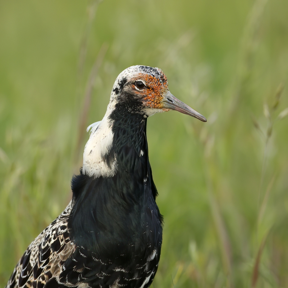 Kemphaan - Vogels - Kemphaan
