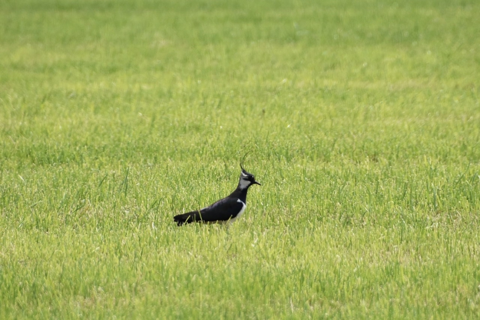 Kieviet - Vogels - 