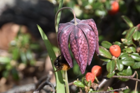 Kievietsbloem